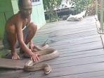 anang-kobra-warga-desa-mekarsari-saat-beratraksi-dengan-ular-kobra-hasil-tangkapannya.jpg