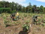 anggota-satgas-tmmd-ke-107-membantu-panen-terong-di-padang-batung.jpg