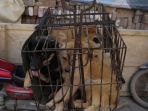 anjing-dalam-kurungan-yang-biasa-ada-di-festival-yulin_20170519_133807.jpg