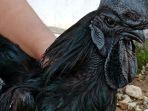 ayam-cemani-yang-serba-hitam-ini-kerap-digunakan-untuk-media-pengobatan.jpg