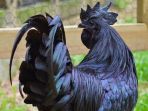 ayam-cemani_20170201_142659.jpg