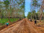 badan-jalan-penghubung-yang-dikerjakan-dalam-tmmd-ke-110-kodim-1008-tanjung-di-desa-lok-batu.jpg