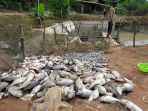 bangkai-ikan_20170223_180506.jpg