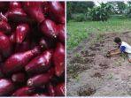 bawang-dayak-yang-dikembangkan-udin-warga-mentaya-seberang-sampit.jpg