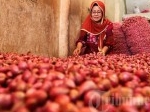 bawang-merah1.jpg