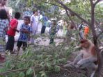 bekantan-ditemukan-di-tembok-bahalang-barabai-hst_20170102_200355.jpg