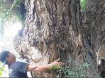 beringin-tua-dekat-Alun-alun-Ratu-Zalecha-Martapura-Kabupaten-Banjar-kalsel-Rabu-29062022.jpg
