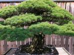 bonsai-dari-jenis-pinus-putih-jepang_20150806_214457.jpg