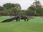 buaya-di-lapangan-golf-florida-amerika.jpg