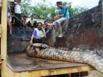 buaya-muara-panjangnya-seukuran-mobil-dump-truk_20151205_090931.jpg