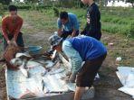 budi-daya-ikan-ponpes-babussalam-kabupaten-kapuas-kalteng-2892020-3.jpg