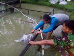 budidaya-ikan-nila-kodim-1002barabai.jpg
