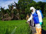 bupati-balangan-ansharuddin-terjun-langsung-ke-sawah-untuk-penyemprotan-pengendalian-opt.jpg