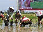 bupati-banjar-h-khalilurrahman-lakukan-penanaman-padi.jpg