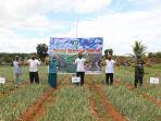bupati-tala-h-sukamta-tengah-semringah-memanen-bawang-merah-di-dusun-jayau.jpg