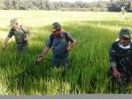 bupati-tapin-semprot-hama-tanaman-padi.jpg