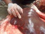 cacing-hati-pada-hewan-kurban.jpg