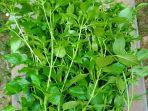 daun-kemangi-01.jpg