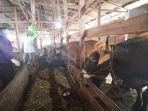 dokter-hewan-ayu-asrinandi-memeriksa-hewan-kurban-di-desa-bungin-balangan-14072021.jpg