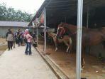 donyusman-pengunjung-melihat-kuda-yang-ada-di-kandang-di-wisata-al-qarni-stable.jpg