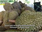 durian-kait-kait-yang-banyak-dijual-jalur-tambangulang-banyuirang-tala.jpg