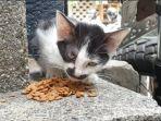 fatimah-sriwati-memberi-makanan-kucing-jalanan.jpg