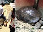 foto-pengunjung-haicang-wild-animal-park-sedang-menaiki-kura-kura-raksasa_20150508_102717.jpg