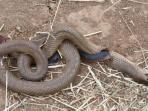 foto-ular-mati_20151105_134138.jpg