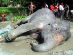 gajah-mati-di-bangladesh_20160816_223056.jpg