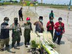 gubernur-kalimantan-selatan-h-sahbirin-noor-bupati-tapin-hm-ariffin-arpan-tanam-padi-di-desa-inpat.jpg