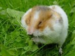 hamster_20170111_190650.jpg