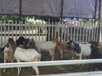 hewan-kambing-yang-dijual-di-daerah-jalan-antasan-kecil-barat.jpg