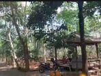 hutan-hujan-tropis-banjarbaru.jpg
