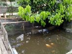 ikan-kaloi-yang-telah-dipeliharanya-selama-5-tahun-terakhir_20170315_141142.jpg
