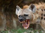ilustrasi-hyena.jpg