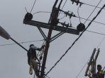 ilustrasi-petugas-pln-membenahi-tiang-listrik-yang-patah-sadf.jpg