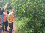 inilah-antara-lain-kebun-kopi-aranio-yang-ada-di-desa-tiwinganbaru.jpg