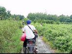 jut-beginilah-kondisi-jalan-usaha-tani-jut-bunga-di-desa-jingah-habangilir.jpg