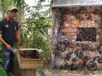 kades-sei-asam-masrawan-saat-memperlihatkan-sarang-madu-kelulut.jpg