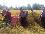 kapolsek-kapuas-hilir-akp-darwin-bersama-anggota-saat-ikut-melaksanakan-panen-padi.jpg