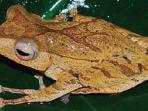 katak-pohon-bertanduk.jpg