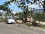 kayu-galam-di-tepi-jalan-di-lianganggang-banjarbaru-kalsel-senin-21062021.jpg