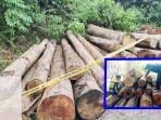 kayu-illegal-logging-atau-hasil-penebangan-liar-di-Mangkalapi-Kabupaten-Tanah-Bumbu-26072023.jpg