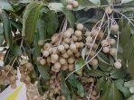 kebun-buah-lintang-batang-horti-farm-yang-terletak-di-jalan-tjilik-riwut-tr-ar.jpg