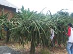 kebun-buah-naga_20161004_225023.jpg