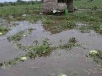 kebun-semangka-yang-terendam-di-desa-palampai_20180425_115900.jpg
