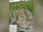 kekeringan-pertanian-di-Desa-Sampurna-Jejangkit-Batola-Kalsel-Sabtu-02092023.jpg