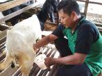 kelompok-tani-di-kabupaten-banjar-memerah-susu-kambing-etawa.jpg