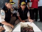 kepiting-hasil-sitaan-dilepasliarkan-di-pulau-kaget_20170131_202330.jpg