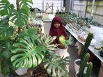 koleksi-tanaman-hias-monstera-yang-sedang-banyak-diminati.jpg